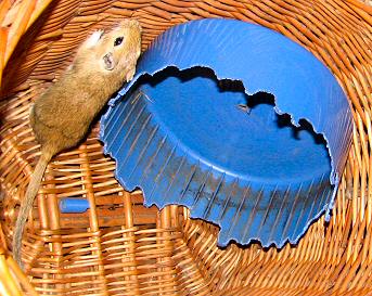 More destruction by the gerbils: their treadmill became the next victim...