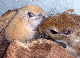 One of our old gerbils, cute animals bringing a lot of joy into the sustainable household.